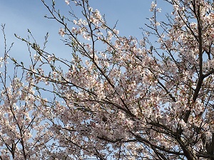 庭の桜　4月には満開になります。